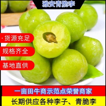 精选四川雅安青脆李子,脆甜硬度好,产地直销,量大从优