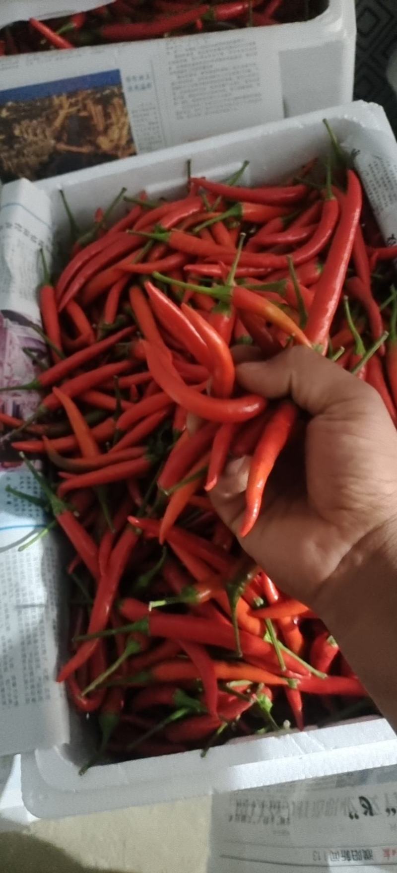 大棚小米椒艳红一手货源代收质量保证