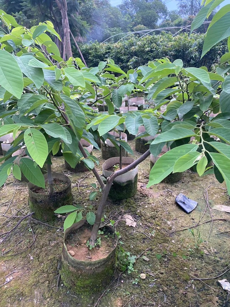 台湾凤梨释迦果苗