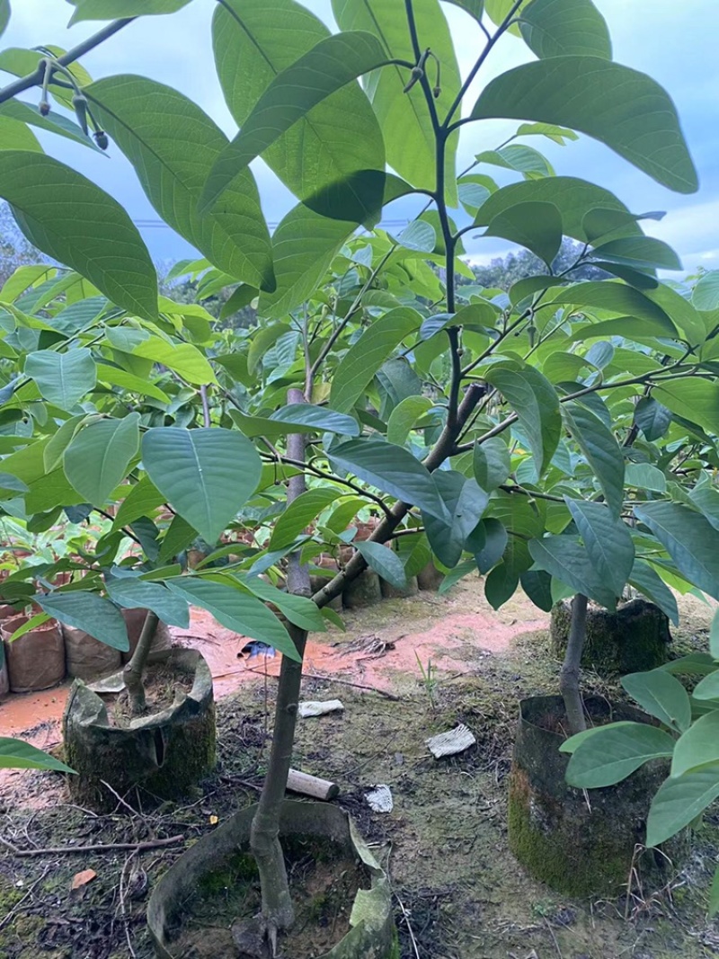 台湾凤梨释迦果苗