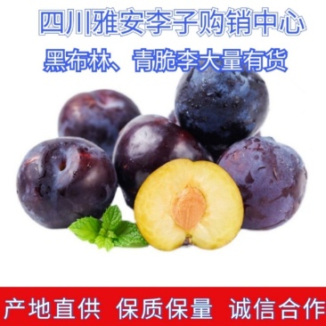 精选雅安黑布林李子,果肉厚实,货源充足,产地直销
