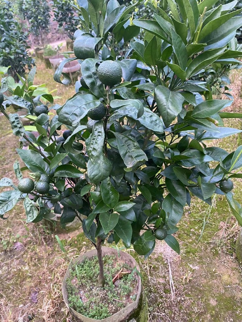 带果无核沃柑苗