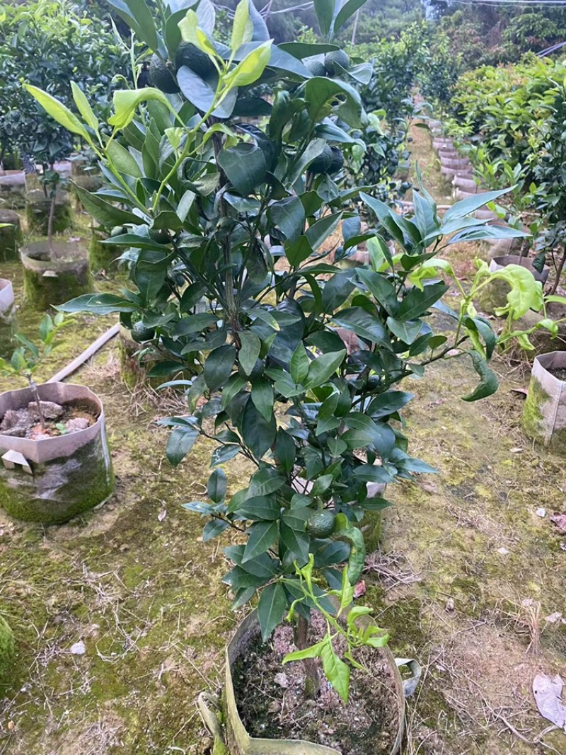 带果无核沃柑苗