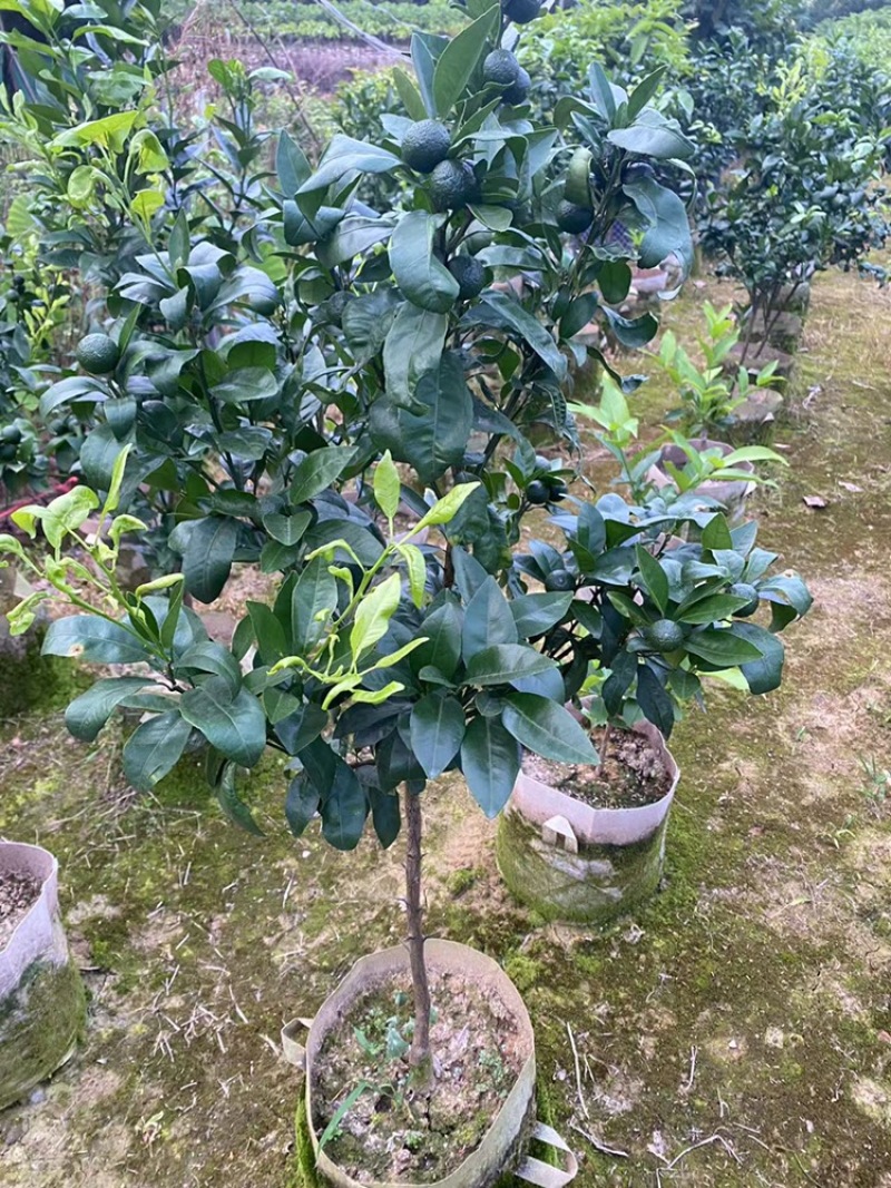 带果无核沃柑苗