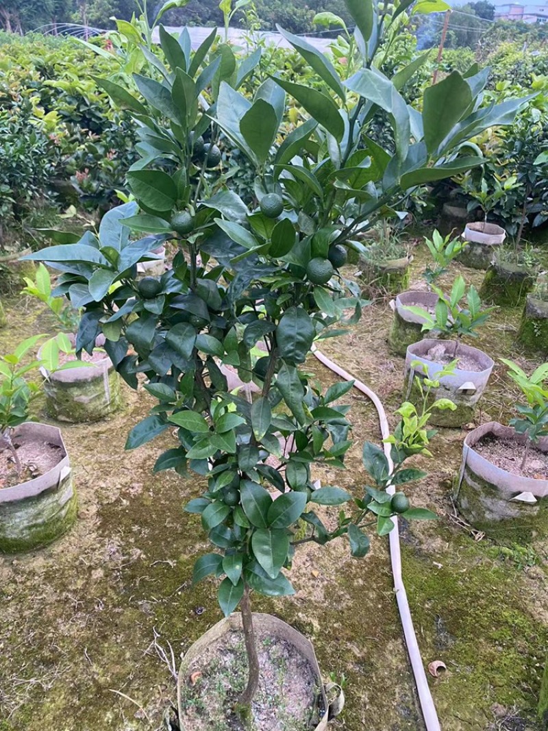 带果无核沃柑苗