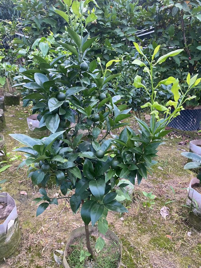 带果无核沃柑苗