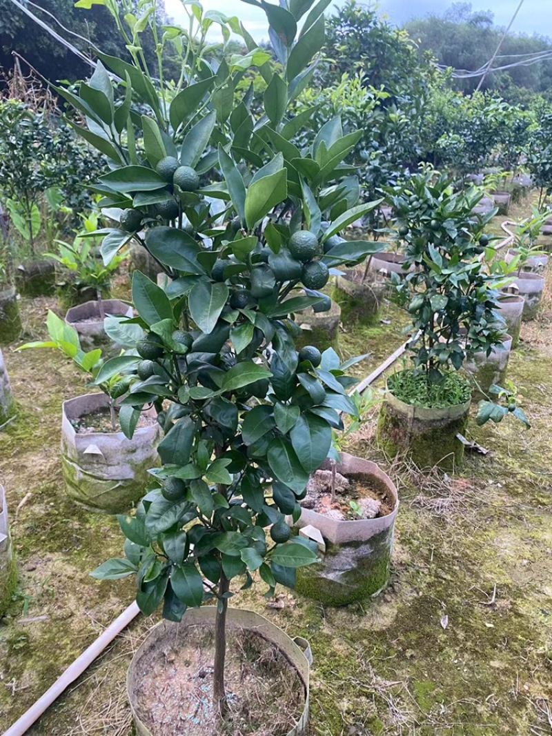 带果无核沃柑苗