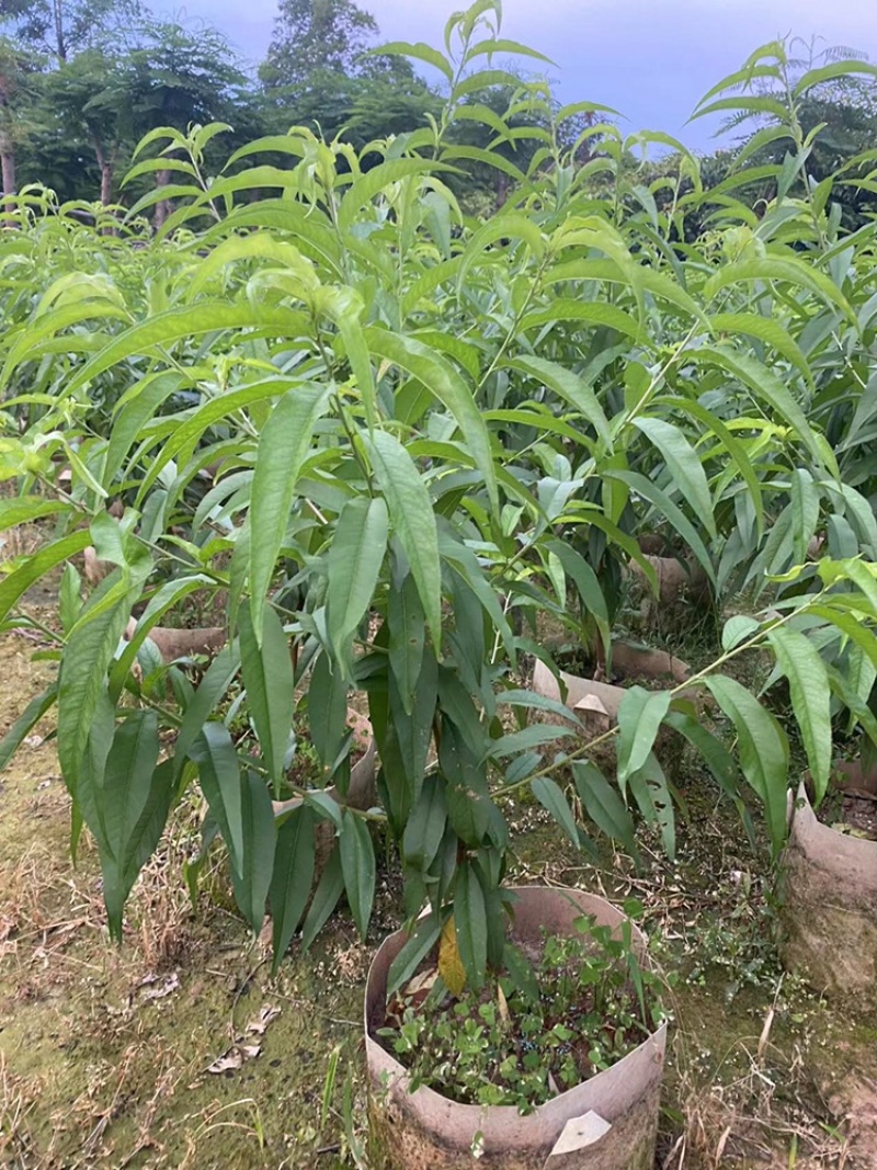 三月桃树，桃子，水蜜桃苗