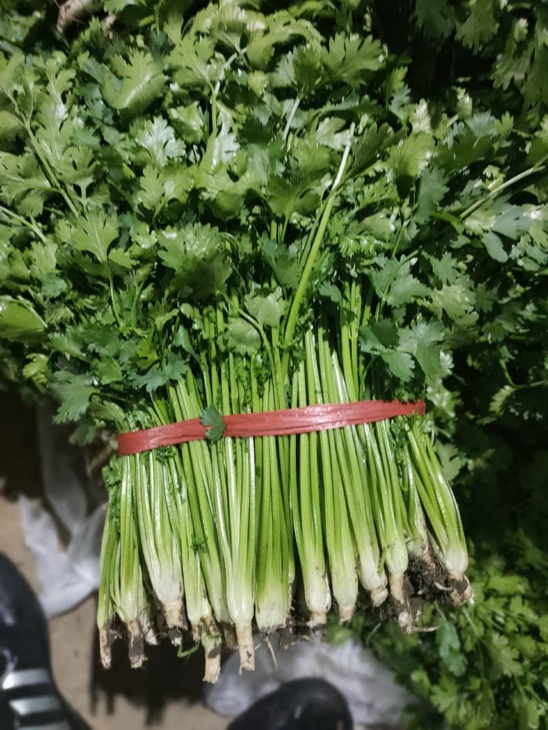 精品铁杆青香菜大量上市，欢迎各位老板选购