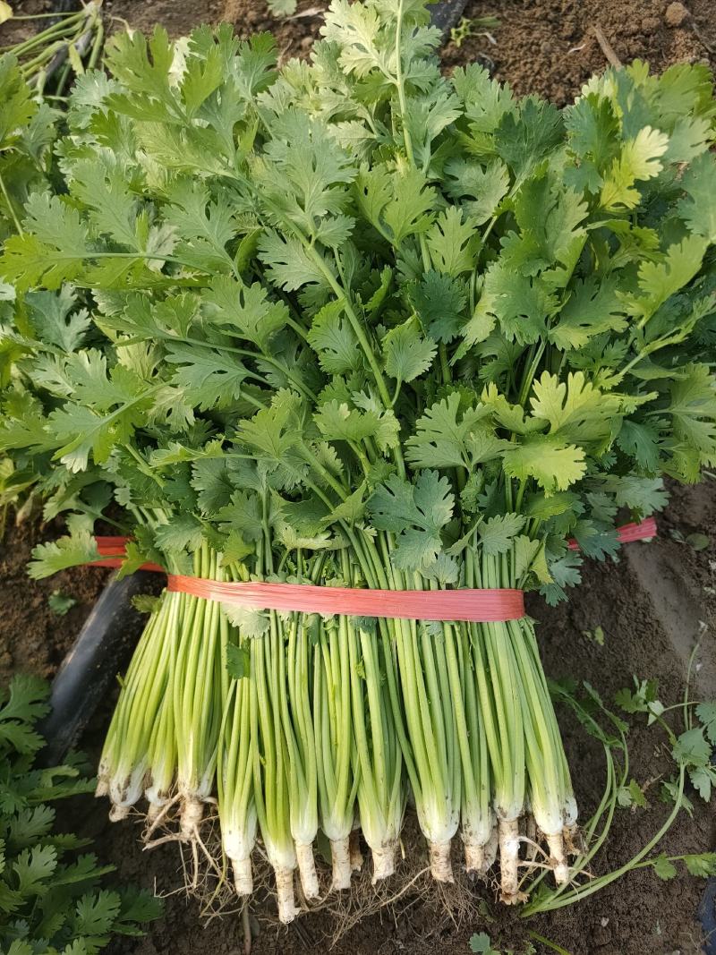 精品铁杆青香菜大量上市，欢迎各位老板选购