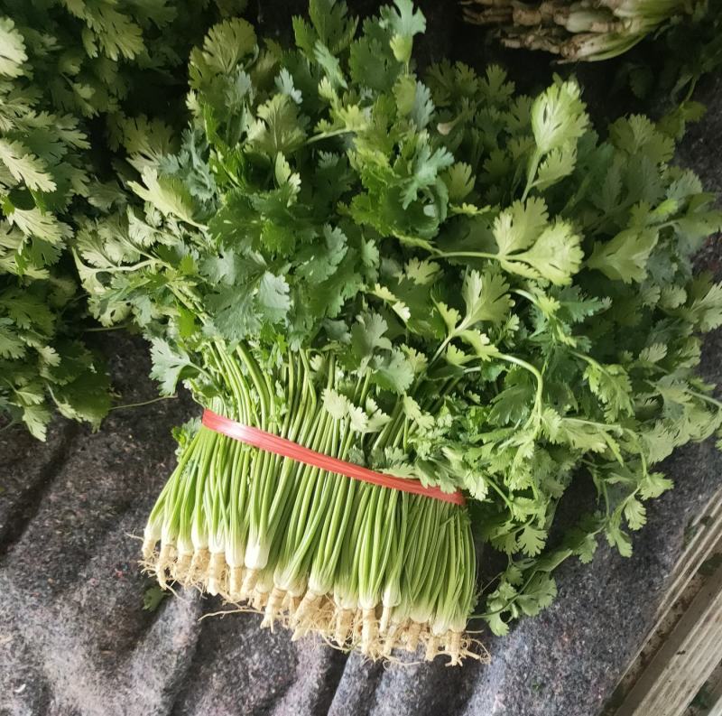 精品铁杆青香菜大量上市，欢迎各位老板选购