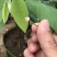 红皮红肉凤梨释迦苗