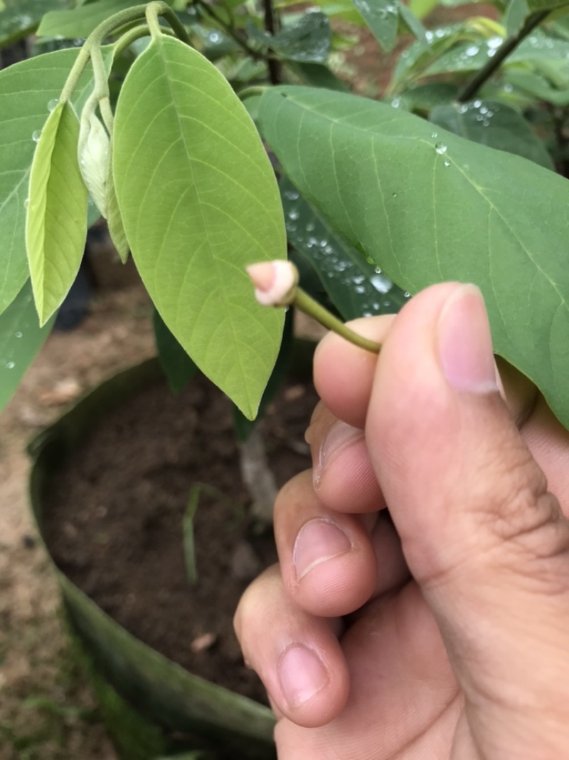 红皮红肉凤梨释迦苗
