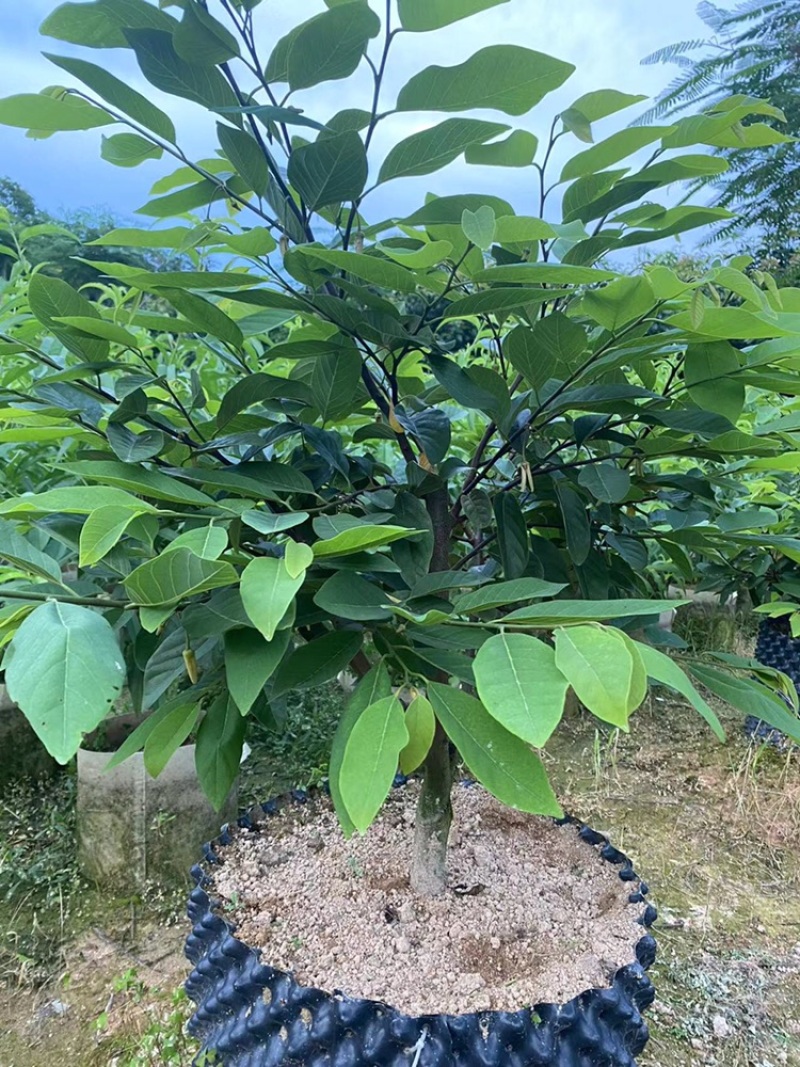 红皮红肉凤梨释迦苗