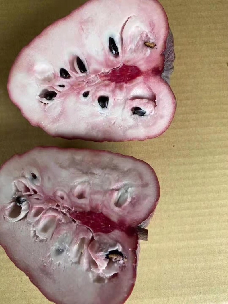 红皮红肉凤梨释迦苗