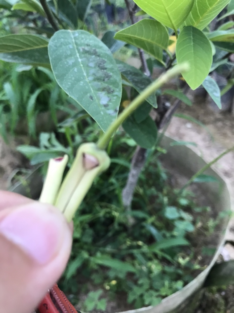 红皮红肉凤梨释迦苗
