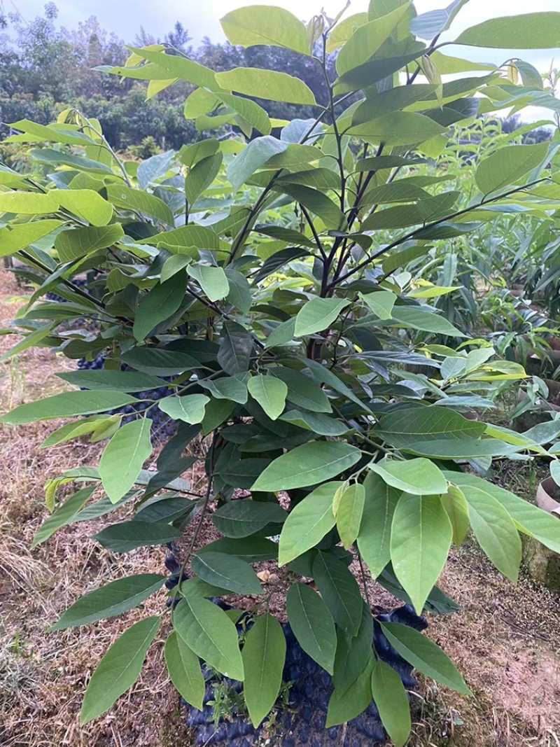 红皮红肉凤梨释迦苗