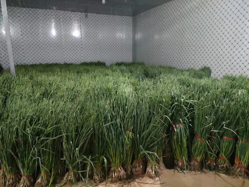 大蒜催薹期沟施高钾复合肥作业