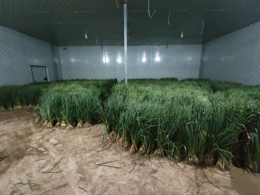 红蒜田间种植图