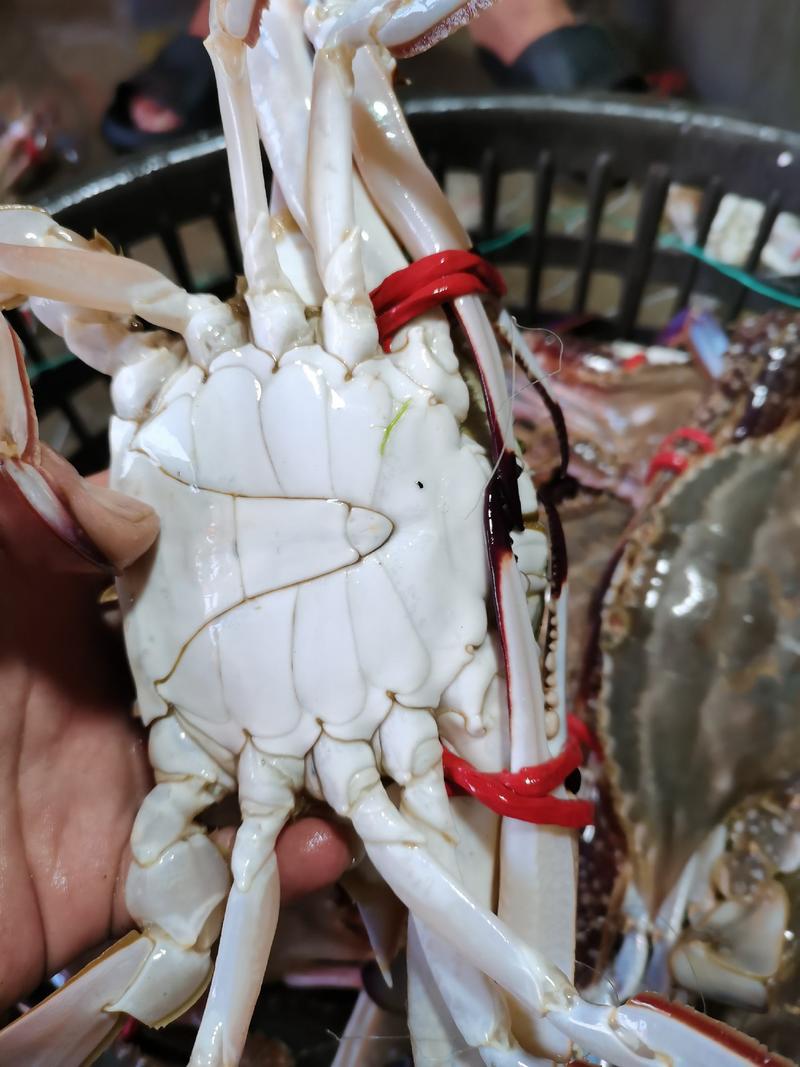 梭子蟹团购专用鲜活梭子蟹、连云港本地海捕蟹，产地一手货源