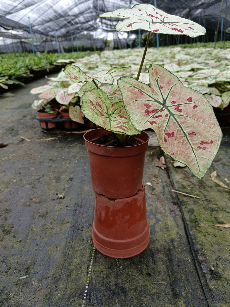 竹芋如雪竹芋110#盆基地自产自销