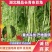 精品长豆角青条豆角产地直供量大从优支持电商及超市
