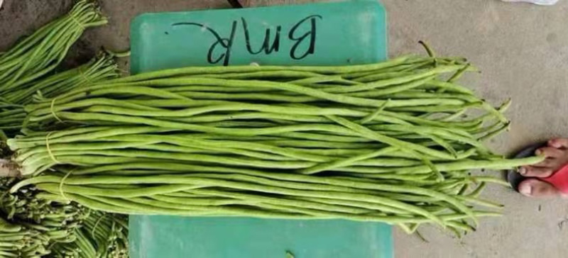 保山施甸豇豆大量上市。