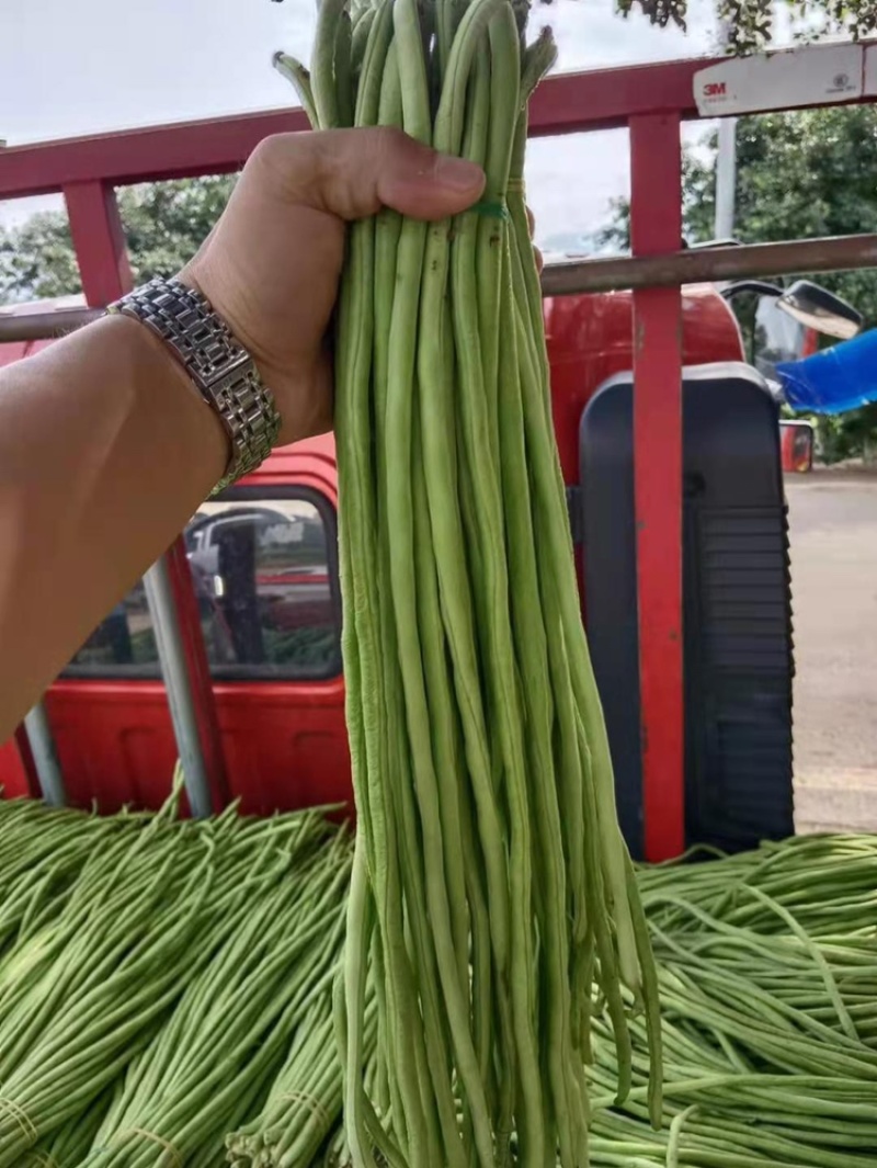 保山施甸豇豆大量上市。