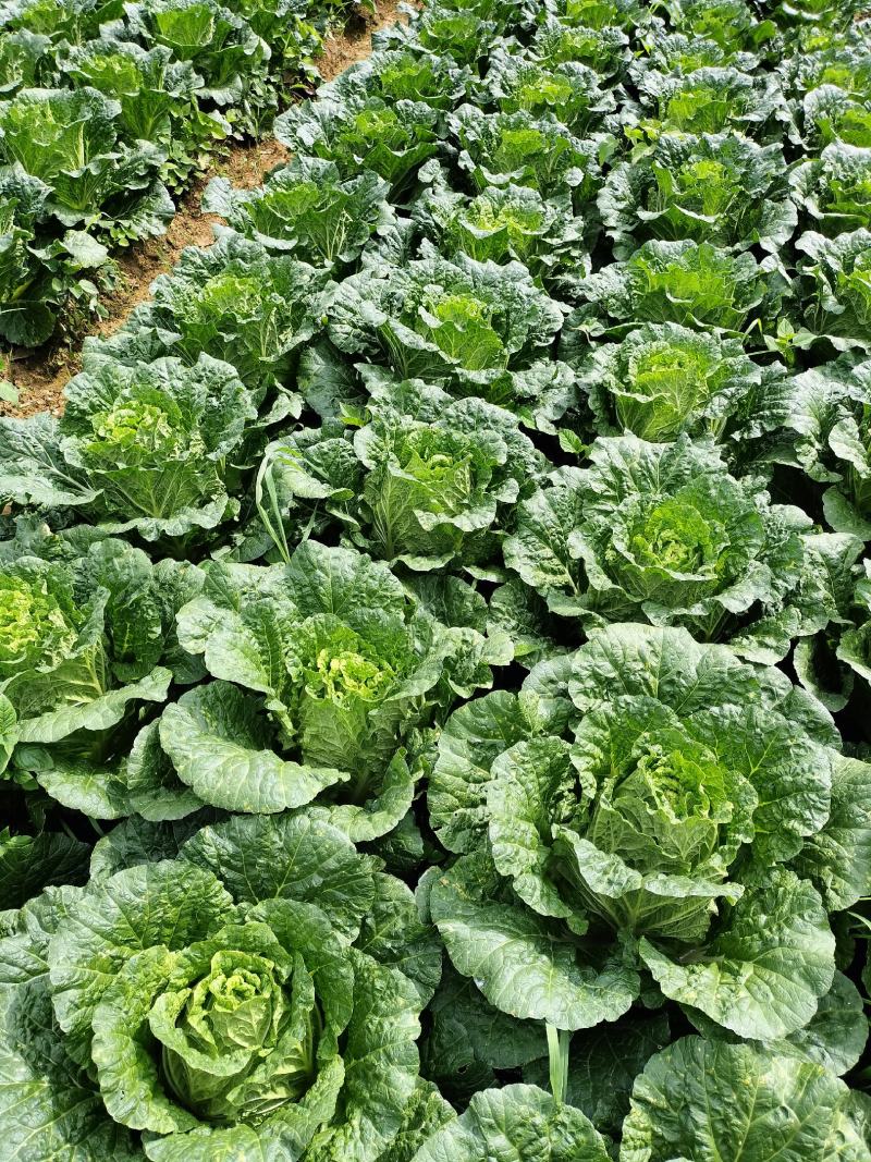精品白菜