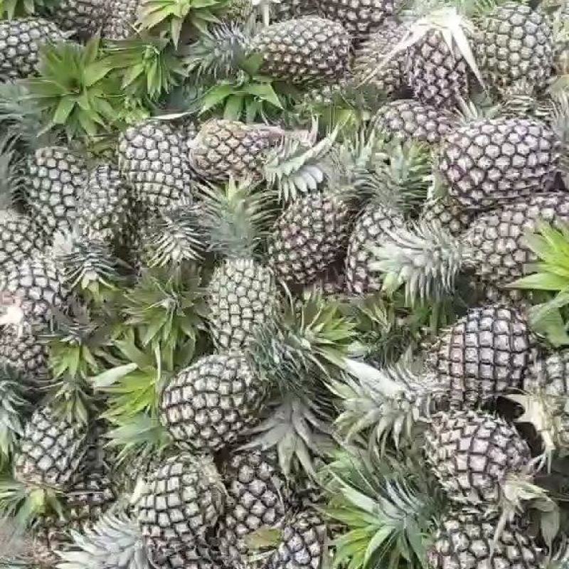 无眼凤梨，菠萝，专供应各个市场，电商以及超市等，