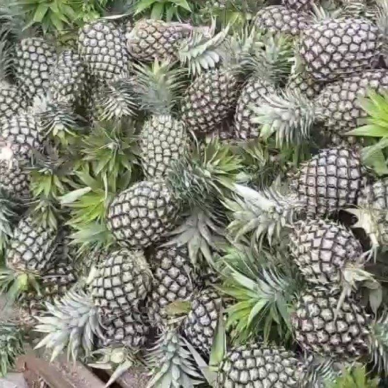 无眼凤梨，菠萝，专供应各个市场，电商以及超市等，