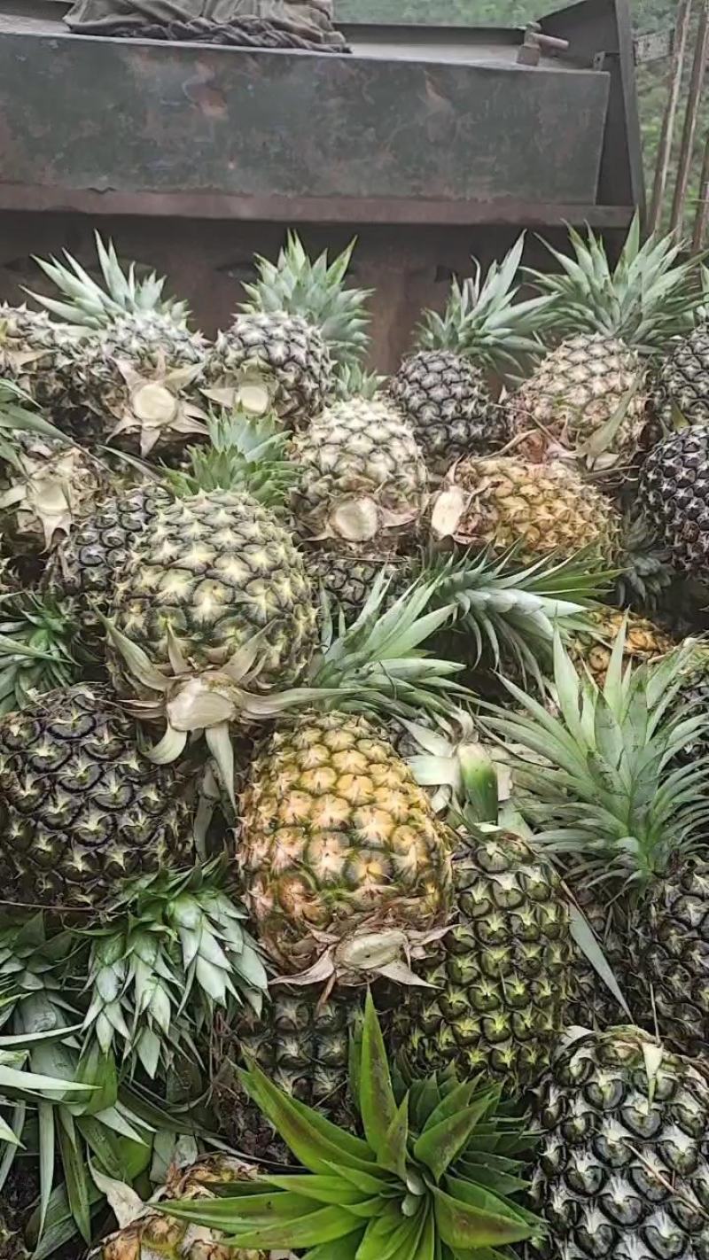 无眼凤梨，菠萝，专供应各个市场，电商以及超市等，