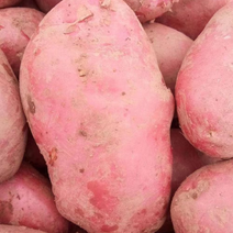 云南保山大量有货，产地直销土豆