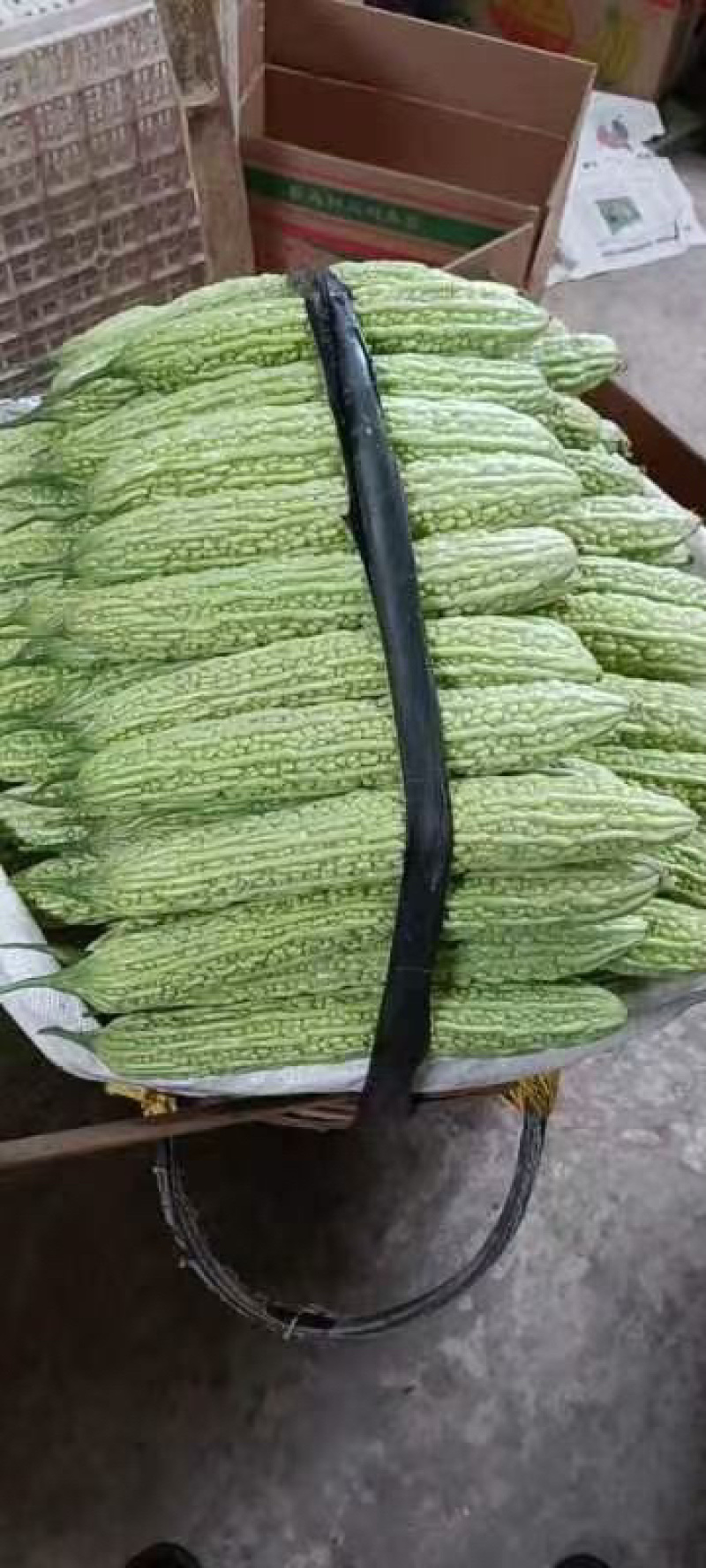 云南保山施甸。大量现货土豆，黄，红，红薯紫色。