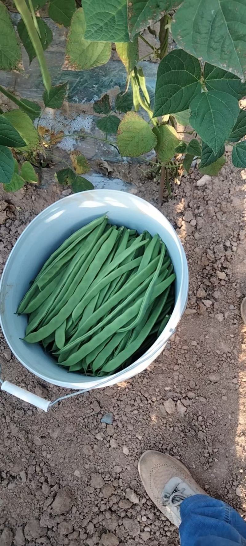 宽豆大扁