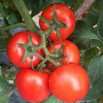 大红果番茄种籽庭院阳台西红柿种子春夏秋冬四季高产蔬菜种孑