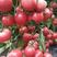 大果粉王西红柿种子大棚早熟抗病粉王西红柿种籽耐热四季蔬菜