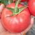 大果粉王西红柿种子大棚早熟抗病粉王西红柿种籽耐热四季蔬菜