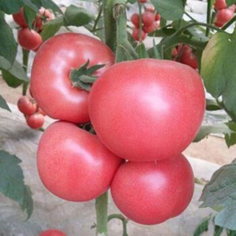 厚皮毛粉802西红柿种子早熟抗病高产大果菜园大田蔬菜种子