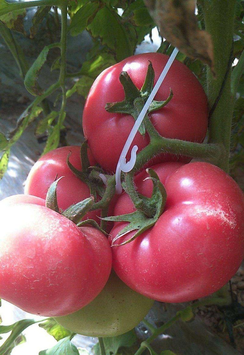厚皮毛粉802西红柿种子早熟抗病高产大果菜园大田蔬菜种子