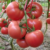 白果强丰大番茄种子西红柿阳台盆栽庭院有机蔬菜种子
