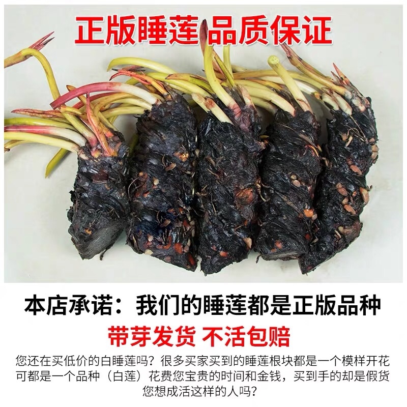 大花睡莲种根块水培植物四季荷花水养花卉碗莲根茎带芽花苗池