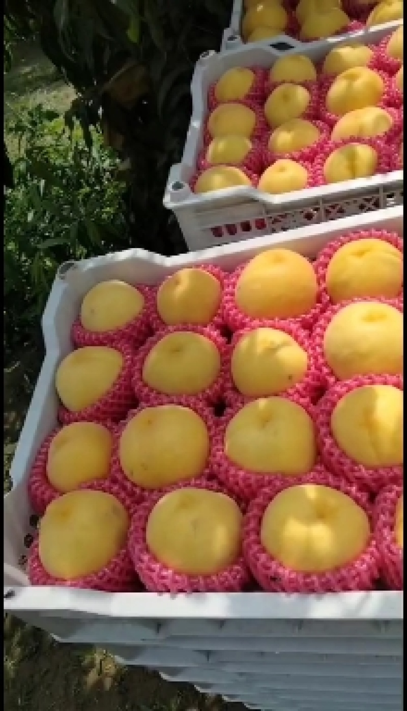 油蟠桃大量上市品质好，口感好欢迎广大客商前来釆购！