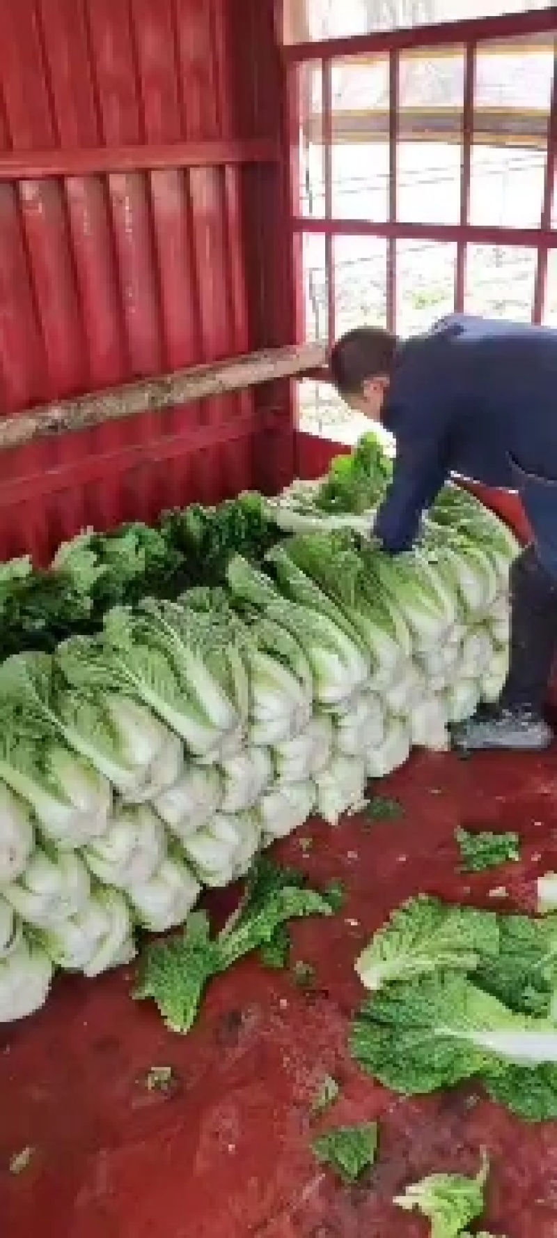 陕西宝鸡太白县黄心大白菜大量上市中，一手货源，产地直发