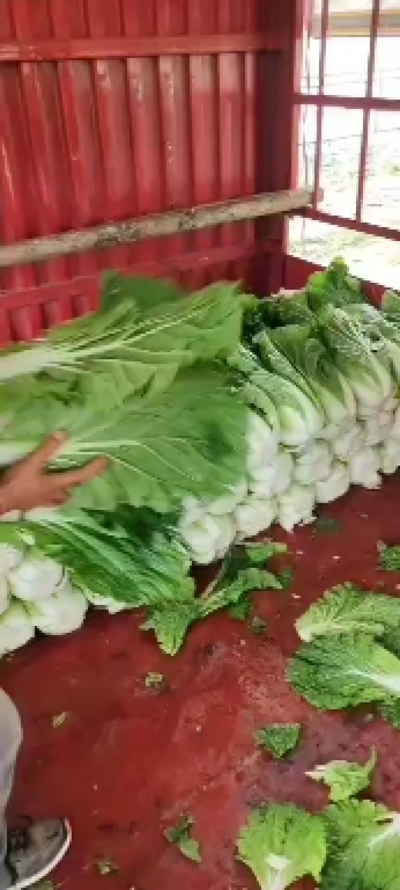 陕西宝鸡太白县黄心大白菜大量上市中，一手货源，产地直发
