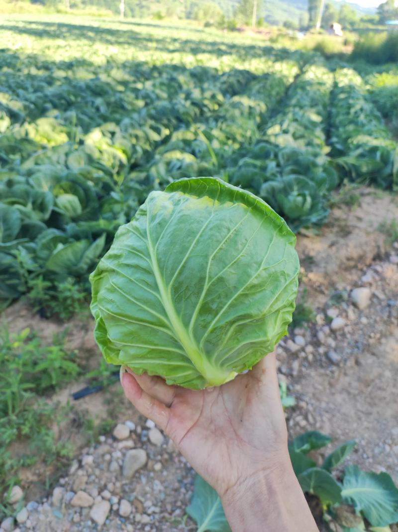 陕西宝鸡太白县黄心大白菜大量上市中，一手货源，产地直发