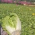 威宁高冷白菜德高117，2毛一斤，量大从优