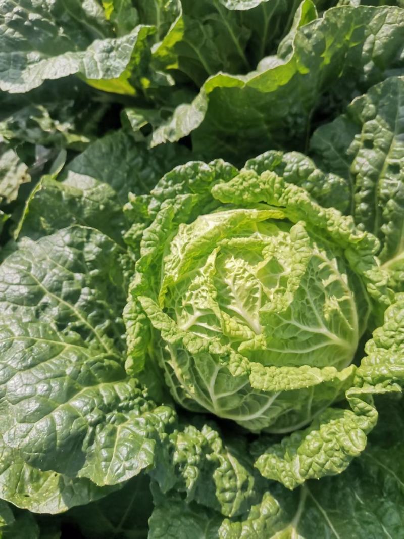 威宁高冷白菜德高117，2毛一斤，量大从优