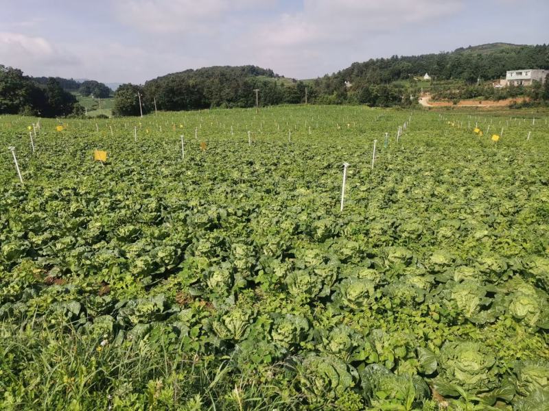 威宁高冷白菜德高117，2毛一斤，量大从优