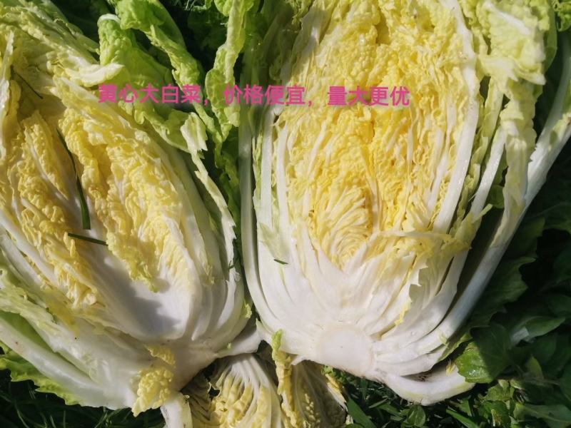 威宁高冷白菜德高117，2毛一斤，量大从优